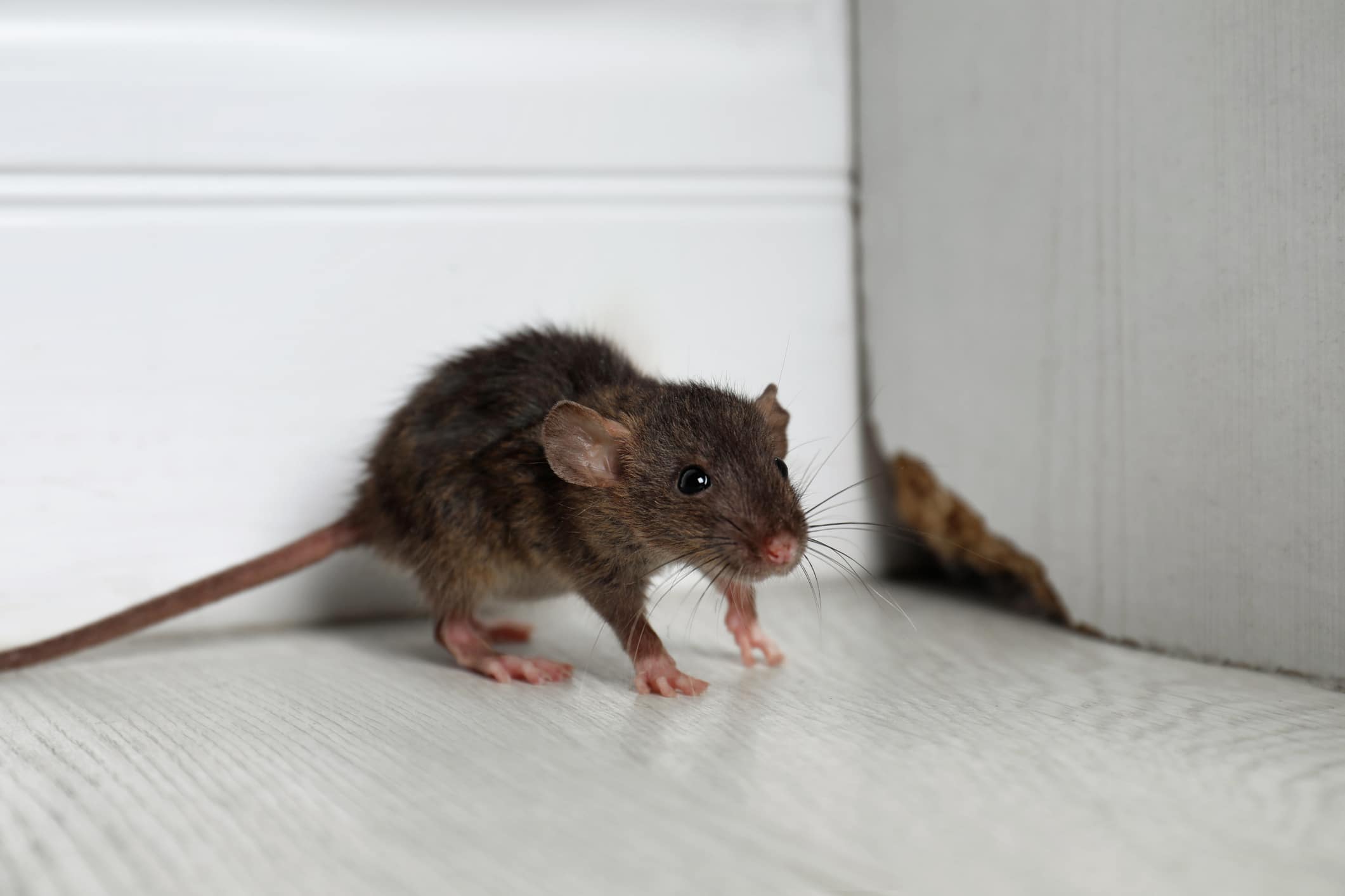 An image of a rat in front of the corner of a door that’s been chewed on.