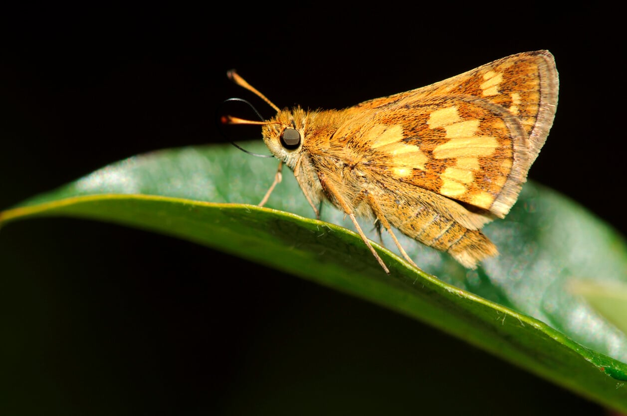 An image of a moth perched on a green waxy leaf.