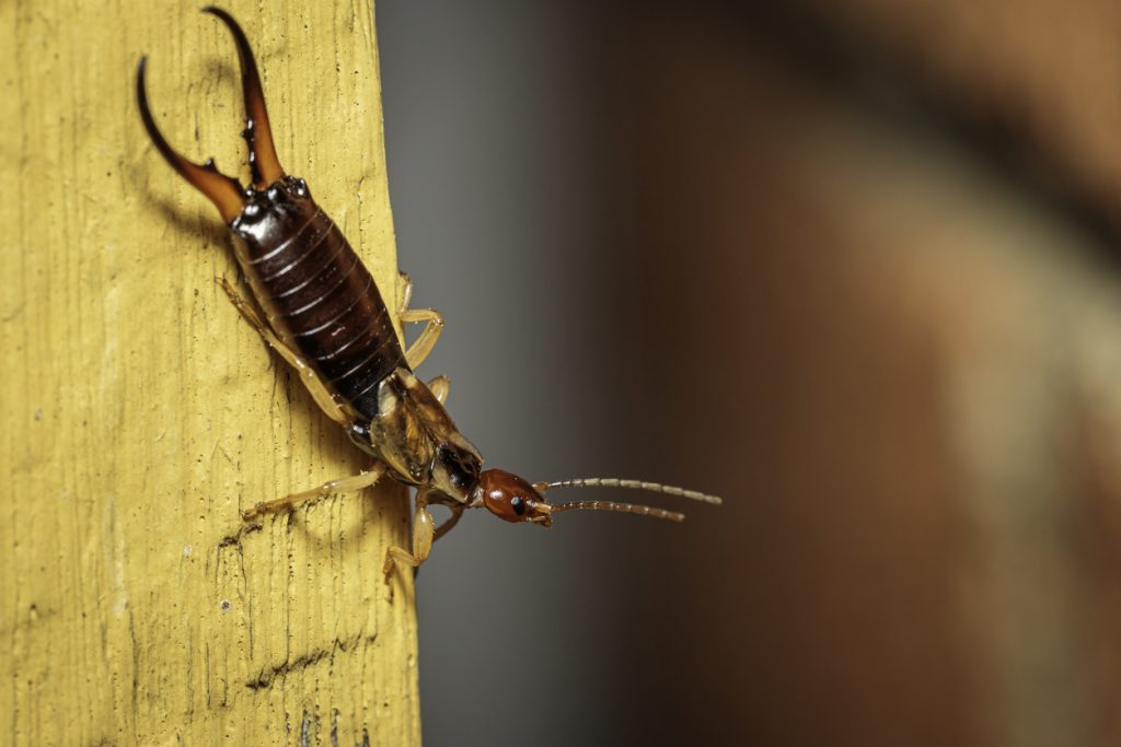 Residential Earwig Control in Michigan Creature Control
