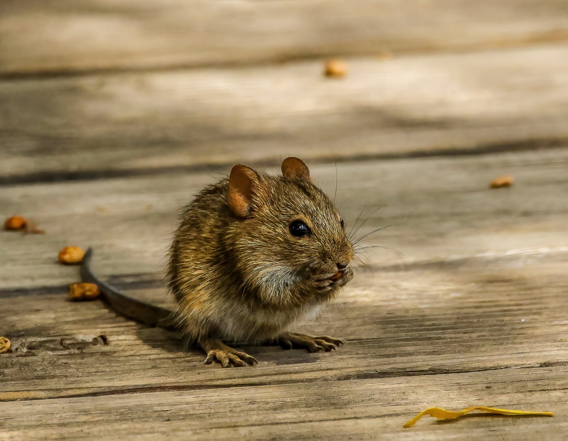 A mouse eats a nut